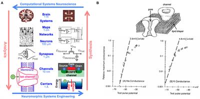 Markov Chain Abstractions of Electrochemical Reaction-Diffusion in Synaptic Transmission for Neuromorphic Computing